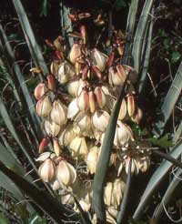 Agavaceae_Datil-yucca